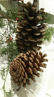 pinecone